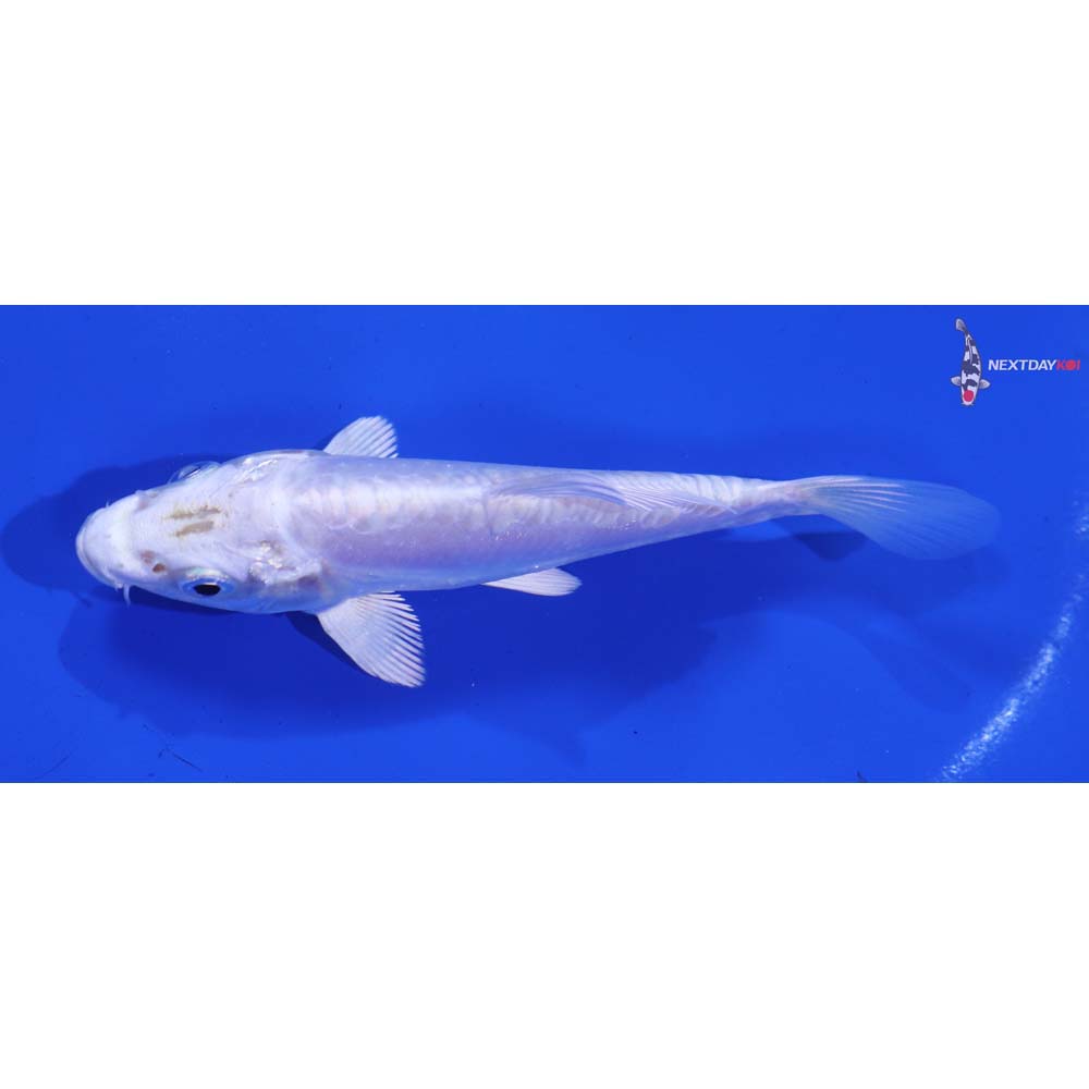 4.5” Imported Doitsu Platinum Ogon