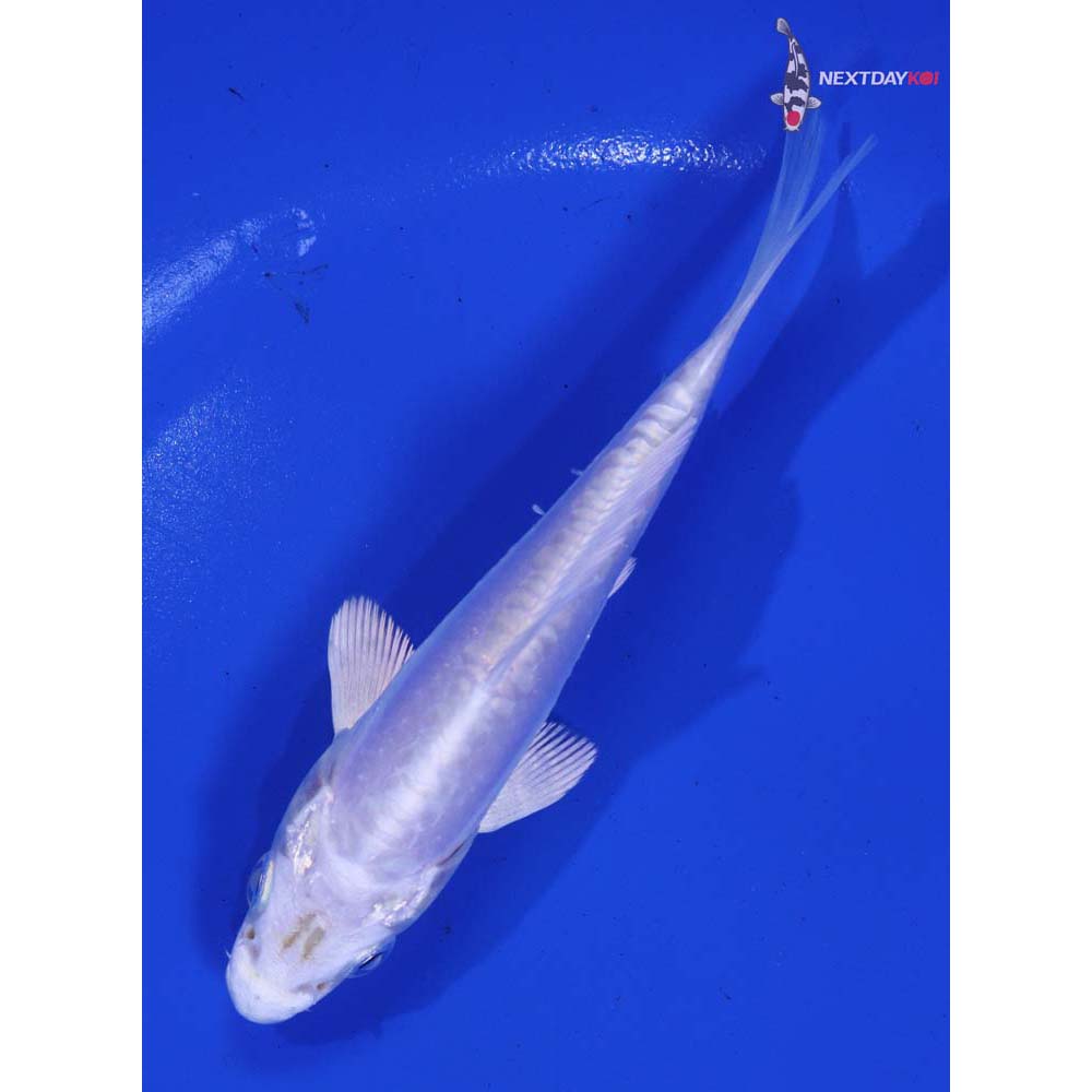 4.5” Imported Doitsu Platinum Ogon