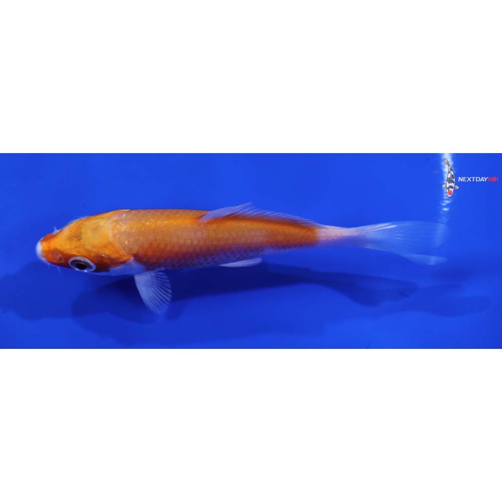 3.5” Imported Hariwake