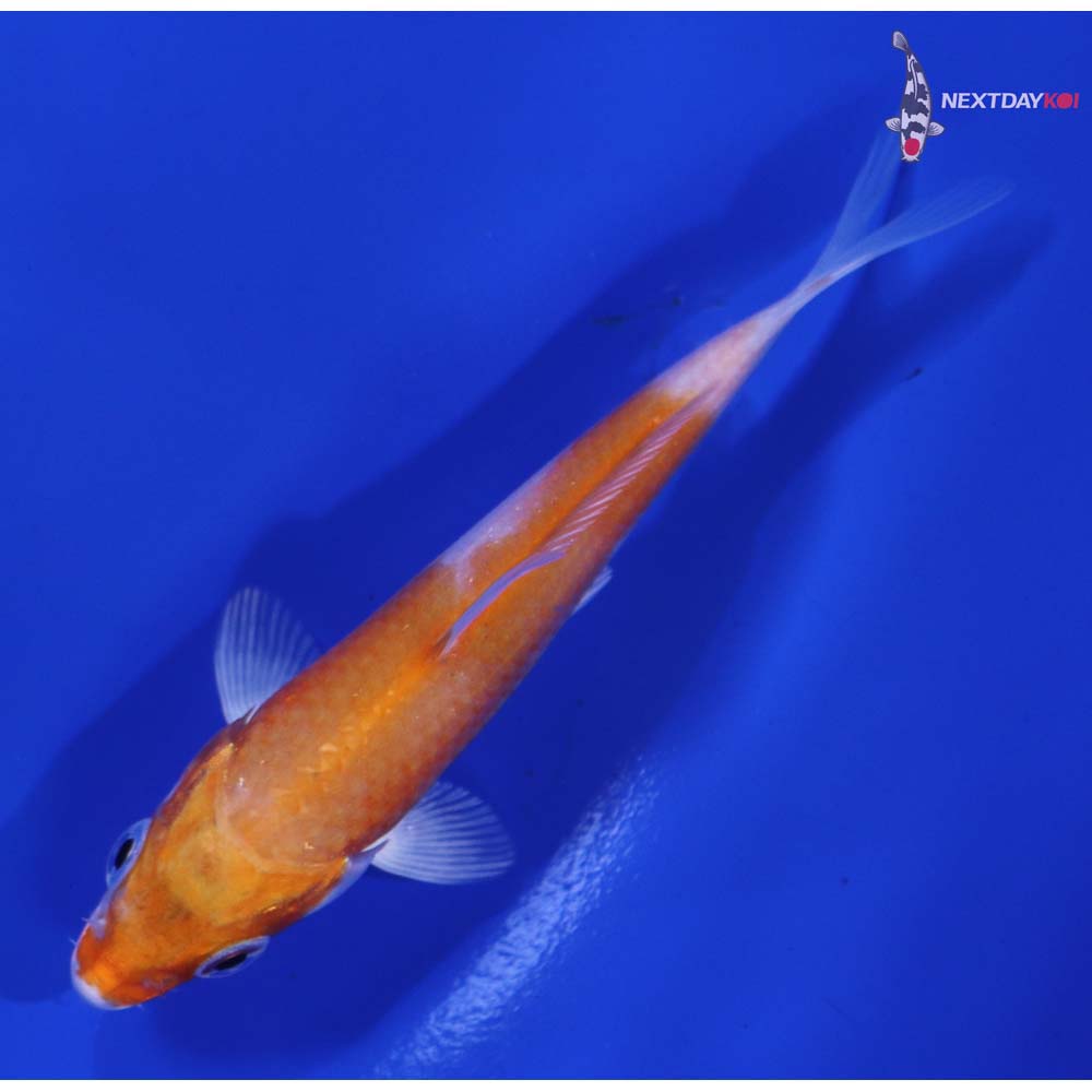 3.5” Imported Hariwake