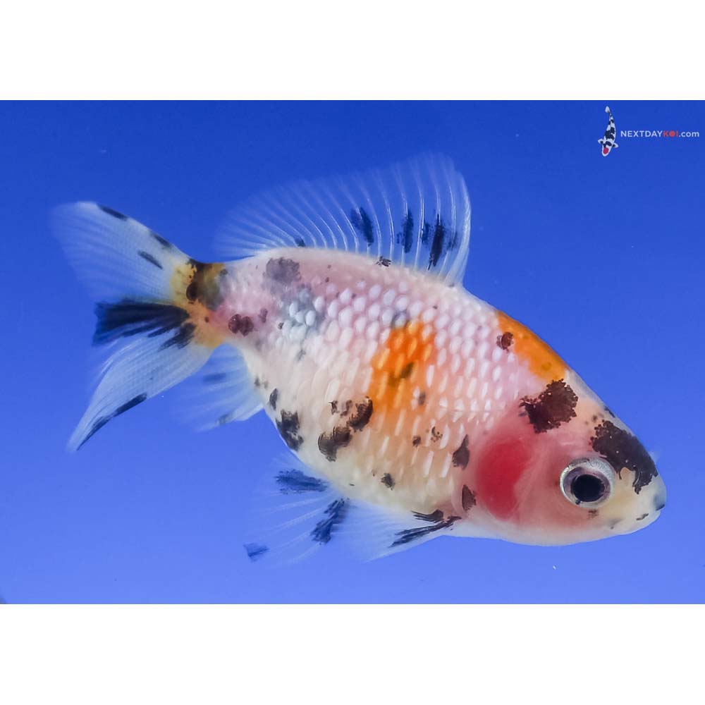 2.5” Imported Calico Pearlscale