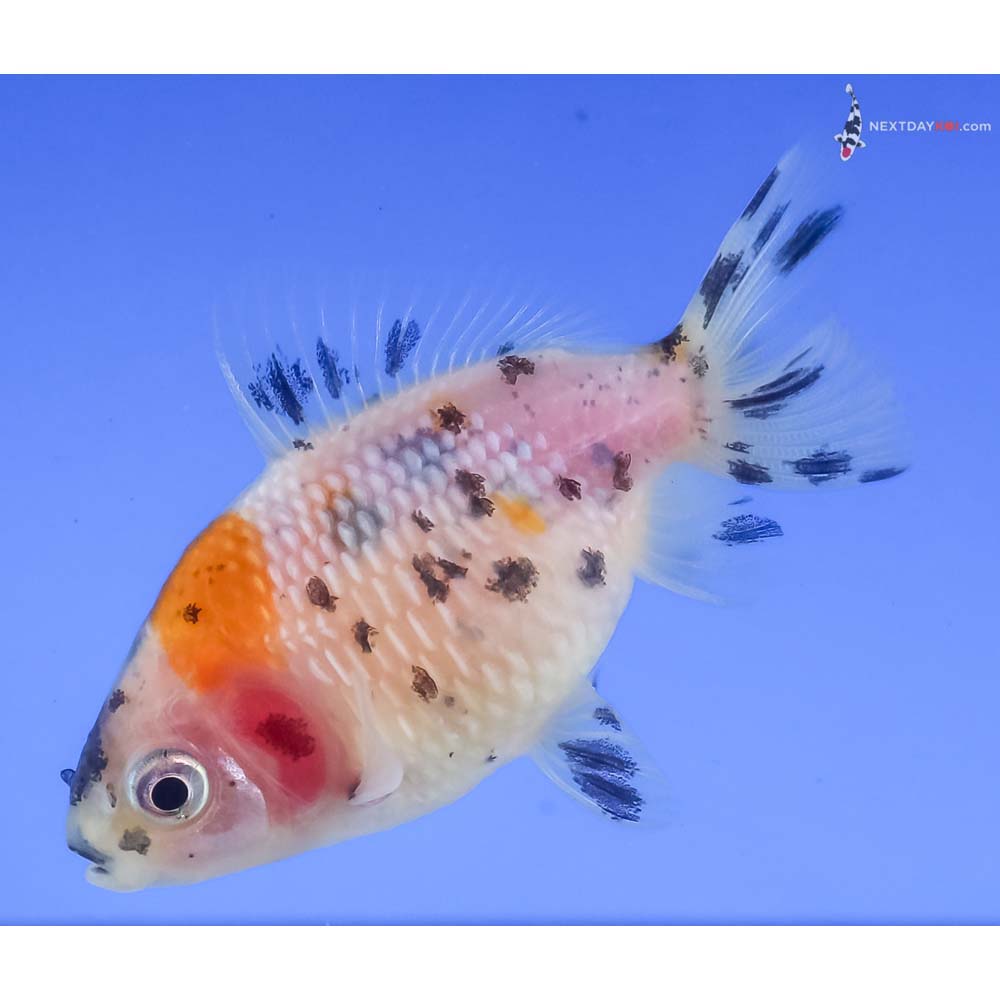 2.5” Imported Calico Pearlscale