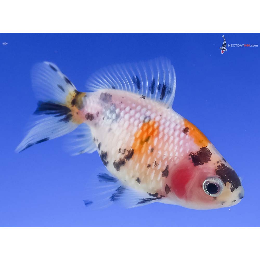 2.5” Imported Calico Pearlscale