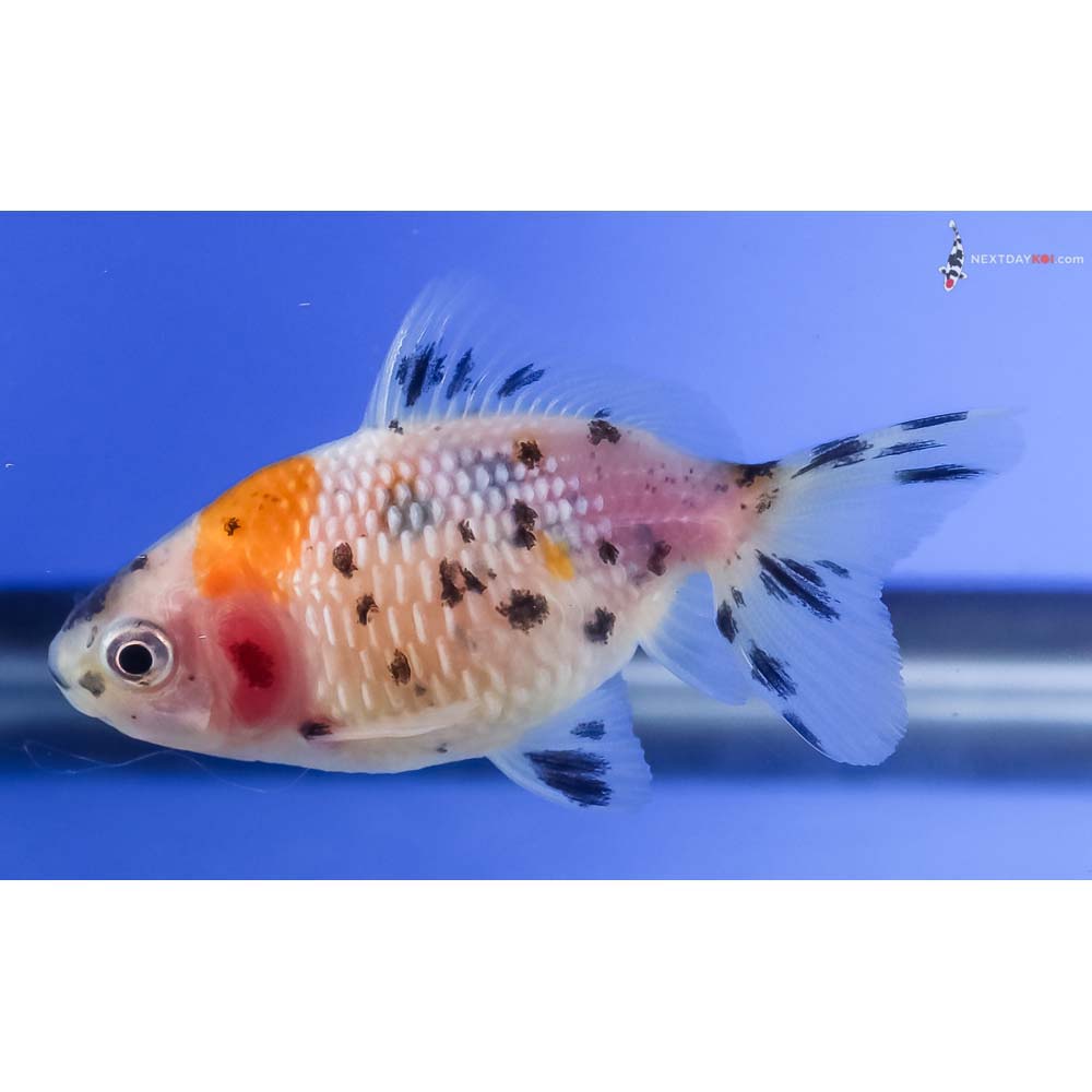 2.5” Imported Calico Pearlscale