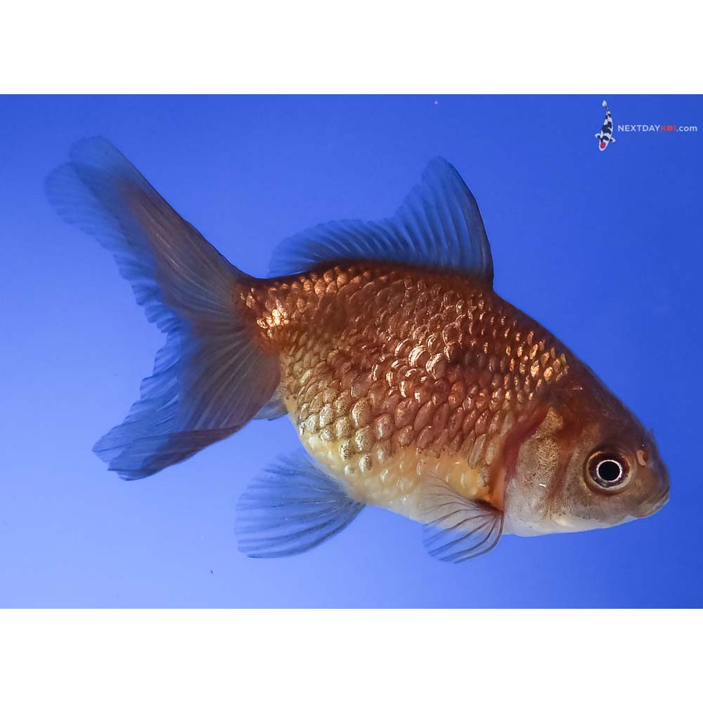 3” Imported Yellow and Black Pearlscale