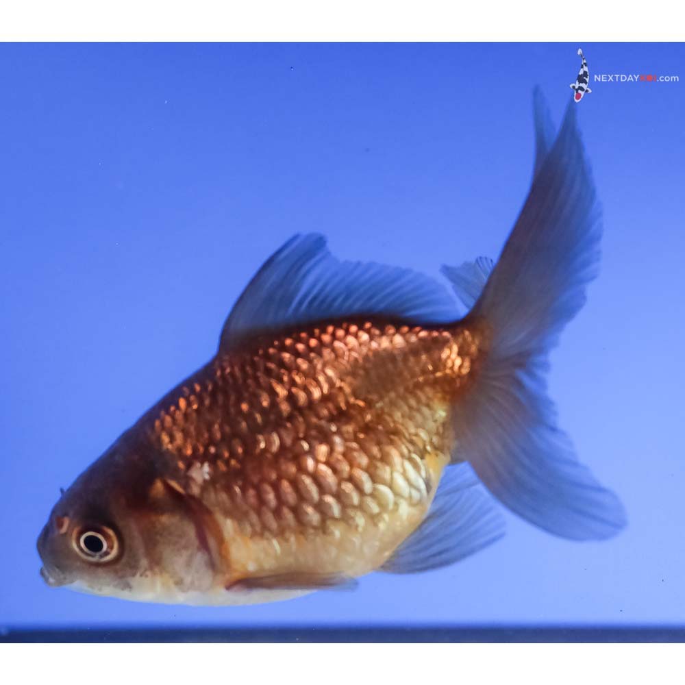 3” Imported Yellow and Black Pearlscale