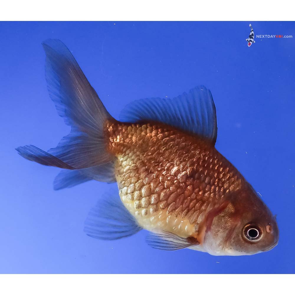 3” Imported Yellow and Black Pearlscale