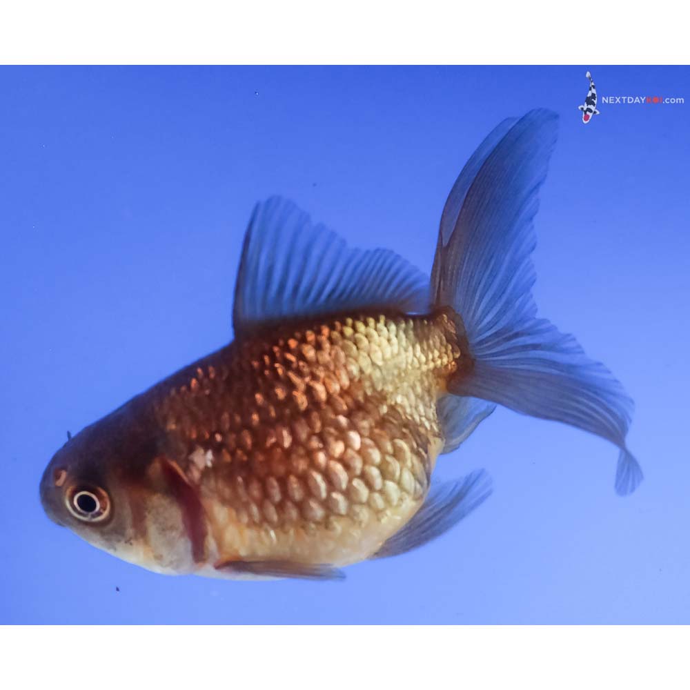 3” Imported Yellow and Black Pearlscale