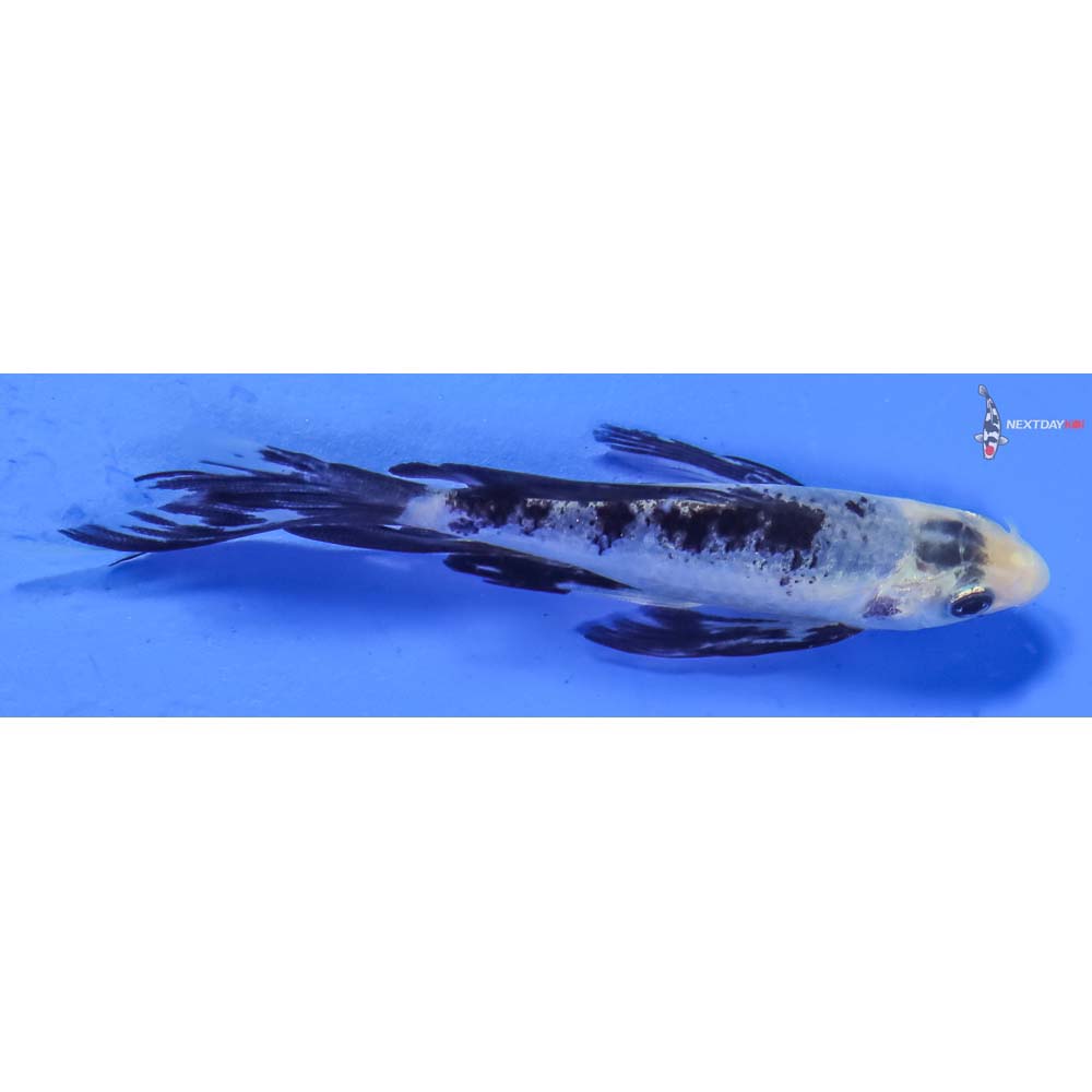 4” Imported Shiro Bekko Butterfly Koi