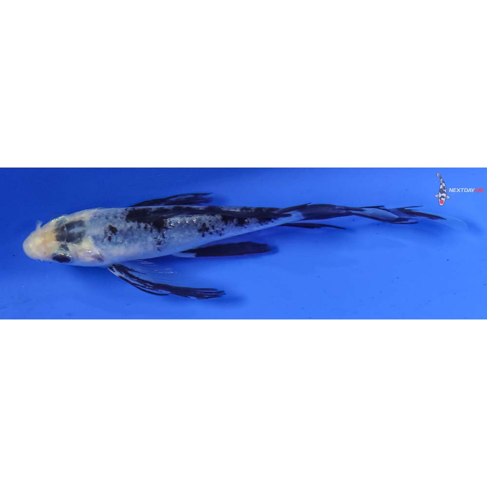 4” Imported Shiro Bekko Butterfly Koi