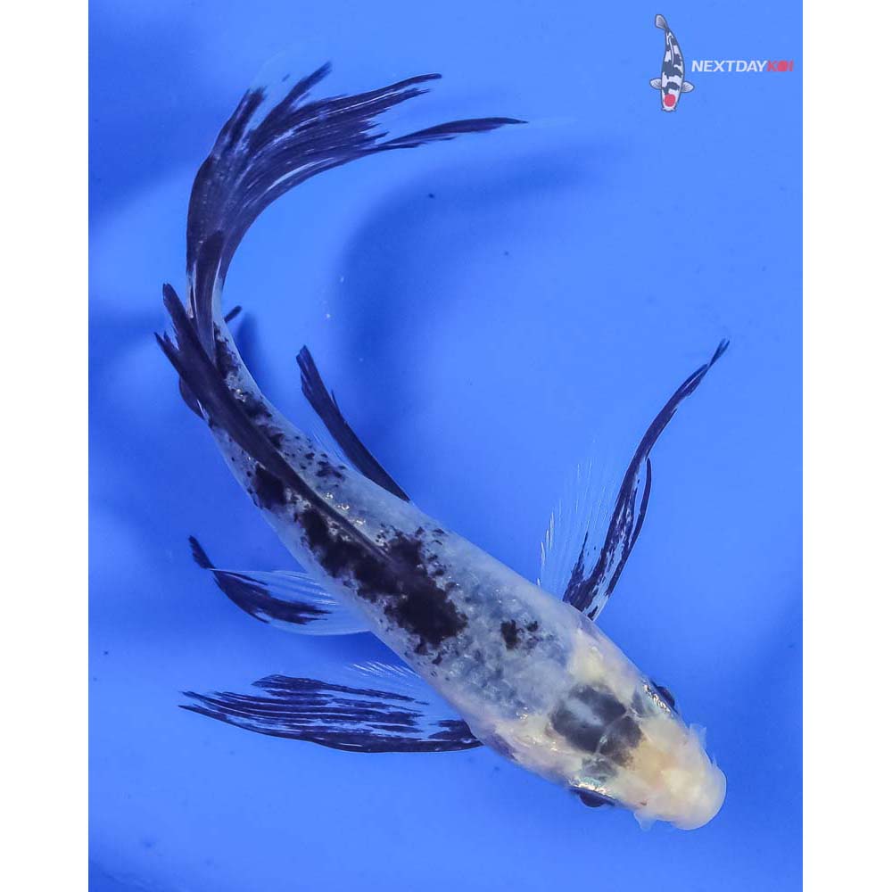 4” Imported Shiro Bekko Butterfly Koi