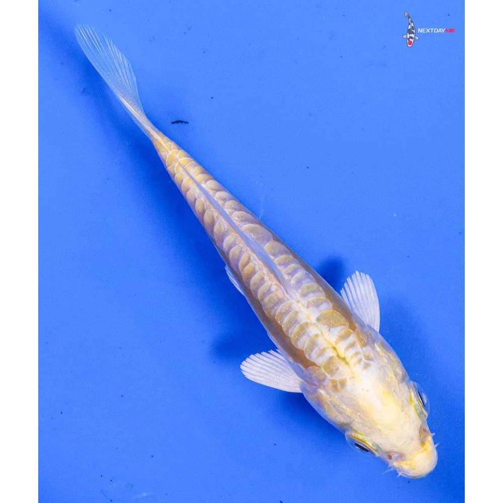 3.5” Imported Doitsu Lemon Hariwake