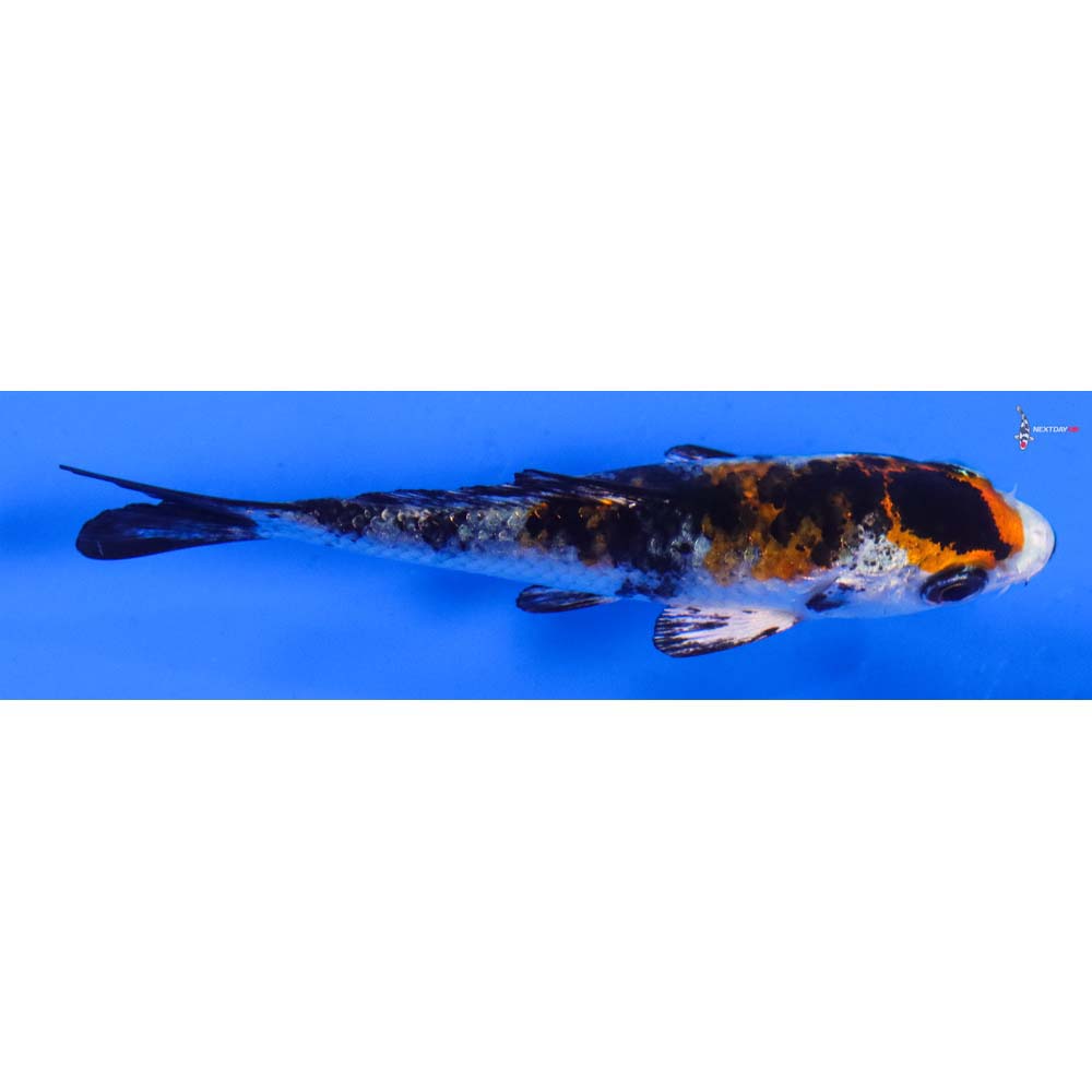 3.5” Imported Kujaku