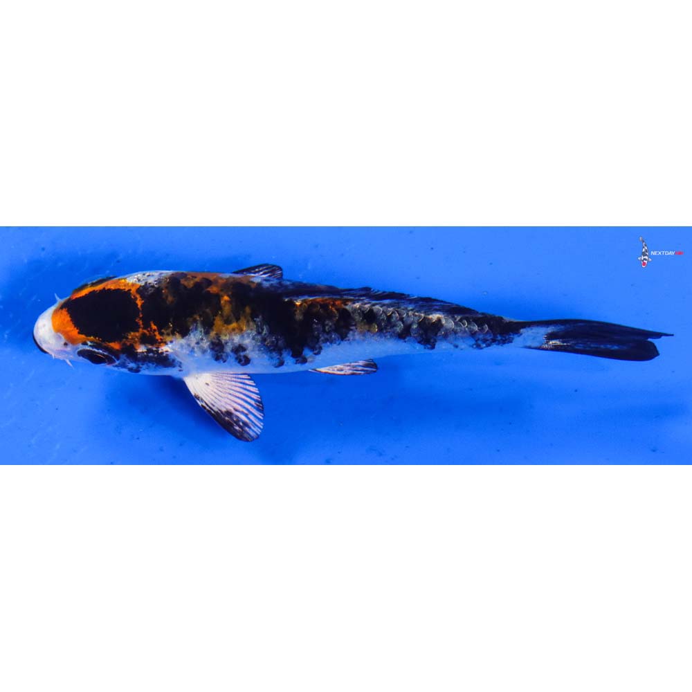3.5” Imported Kujaku