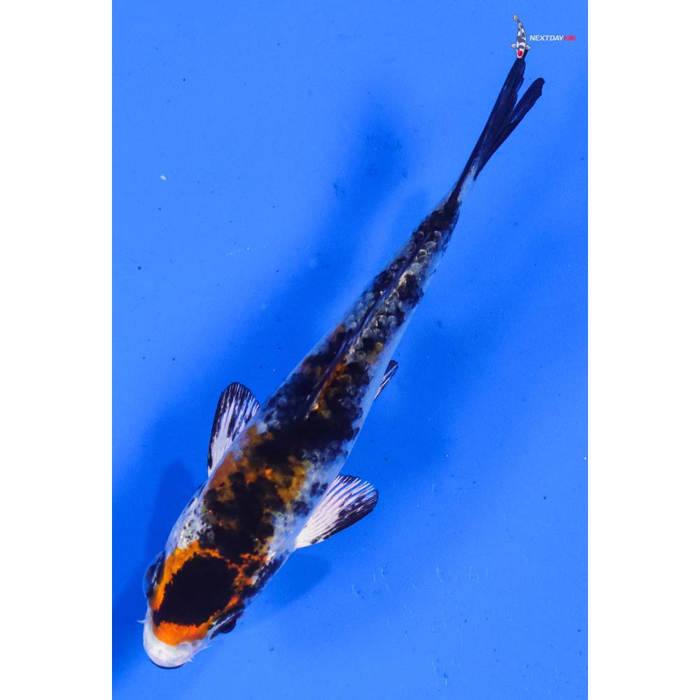 3.5” Imported Kujaku