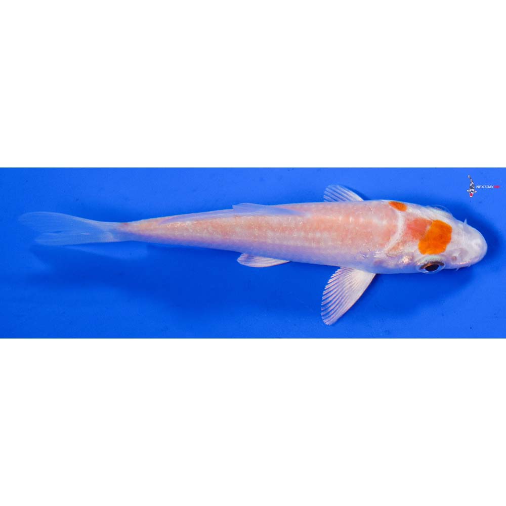 3.5” Imported Hariwake