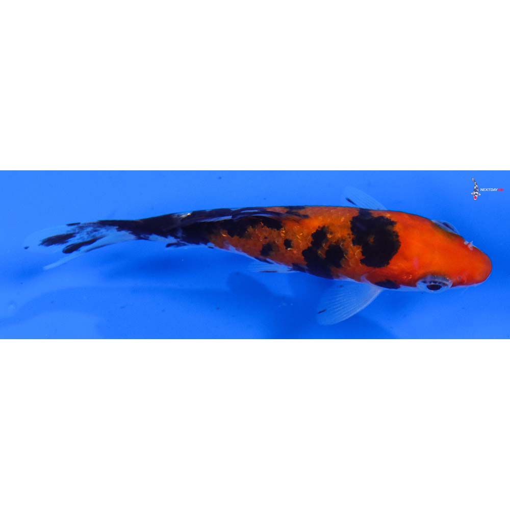 3.5” Imported Sanke