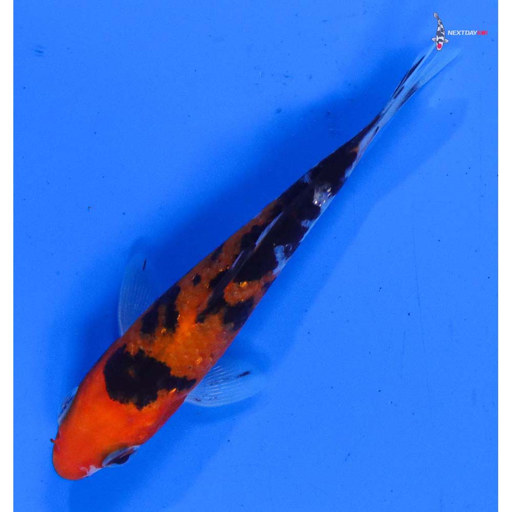 3.5” Imported Sanke