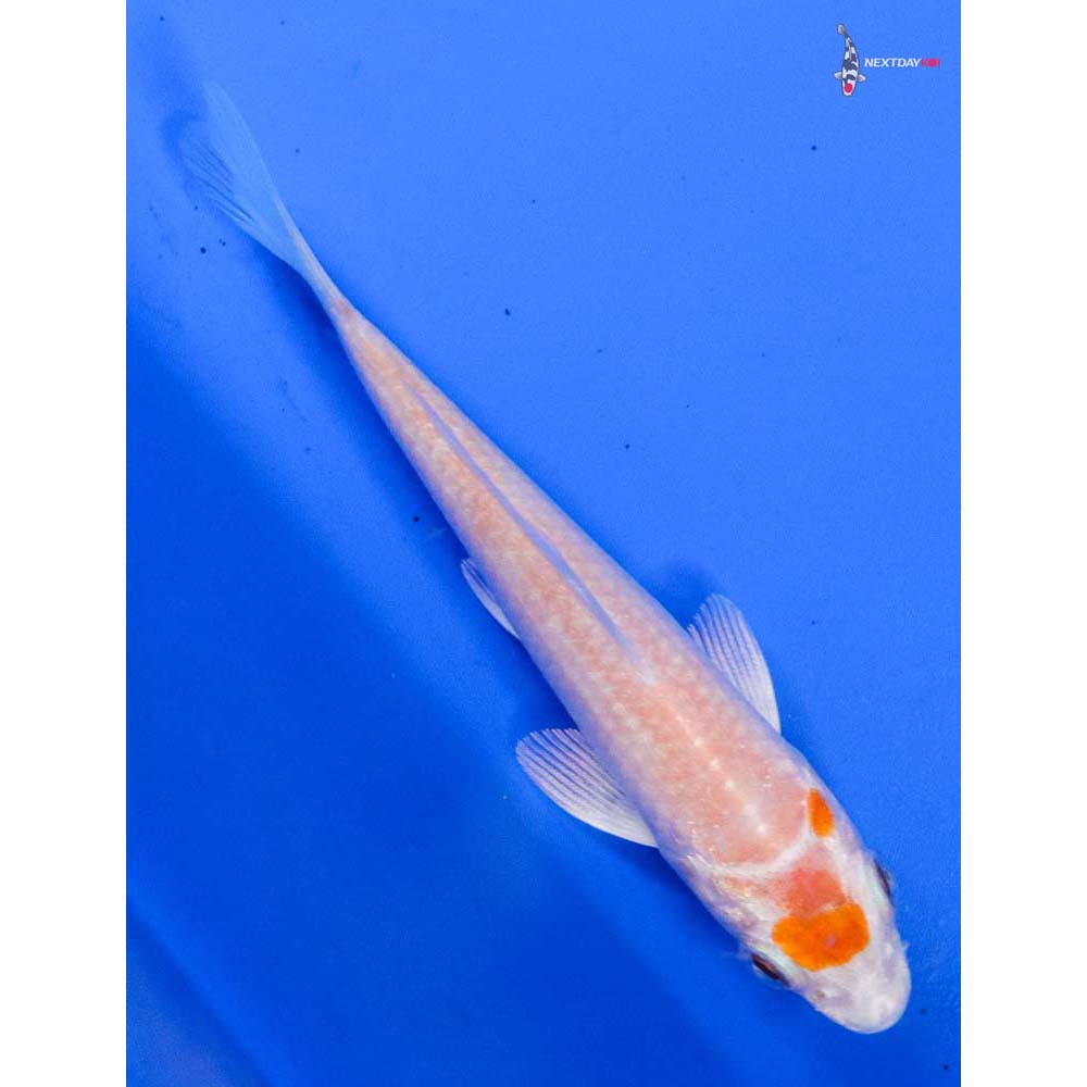 3.5” Imported Hariwake