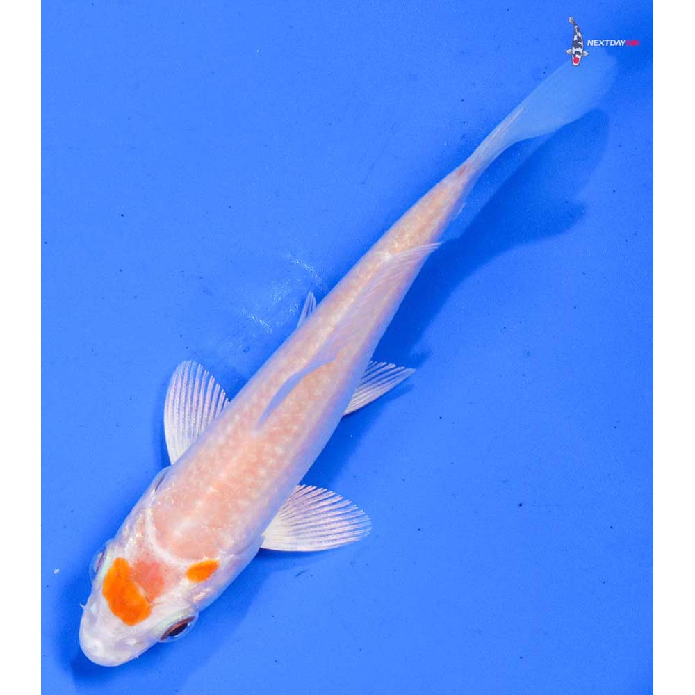 3.5” Imported Hariwake