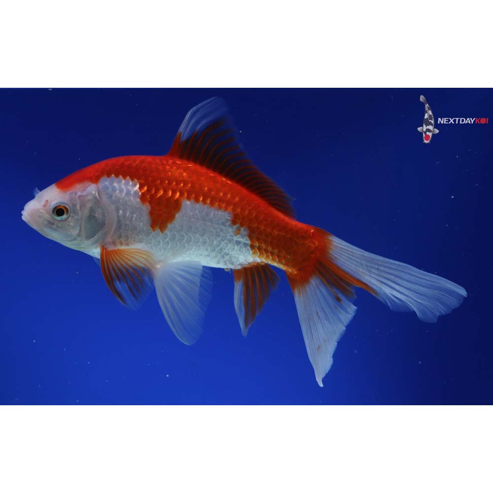 8.5” Imported Sarasa Comet