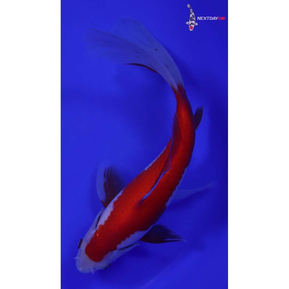 8.5” Imported Sarasa Comet