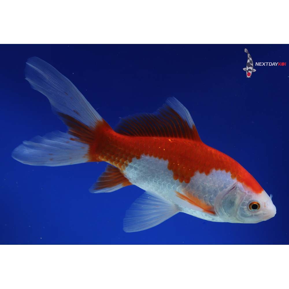 8.5” Imported Sarasa Comet