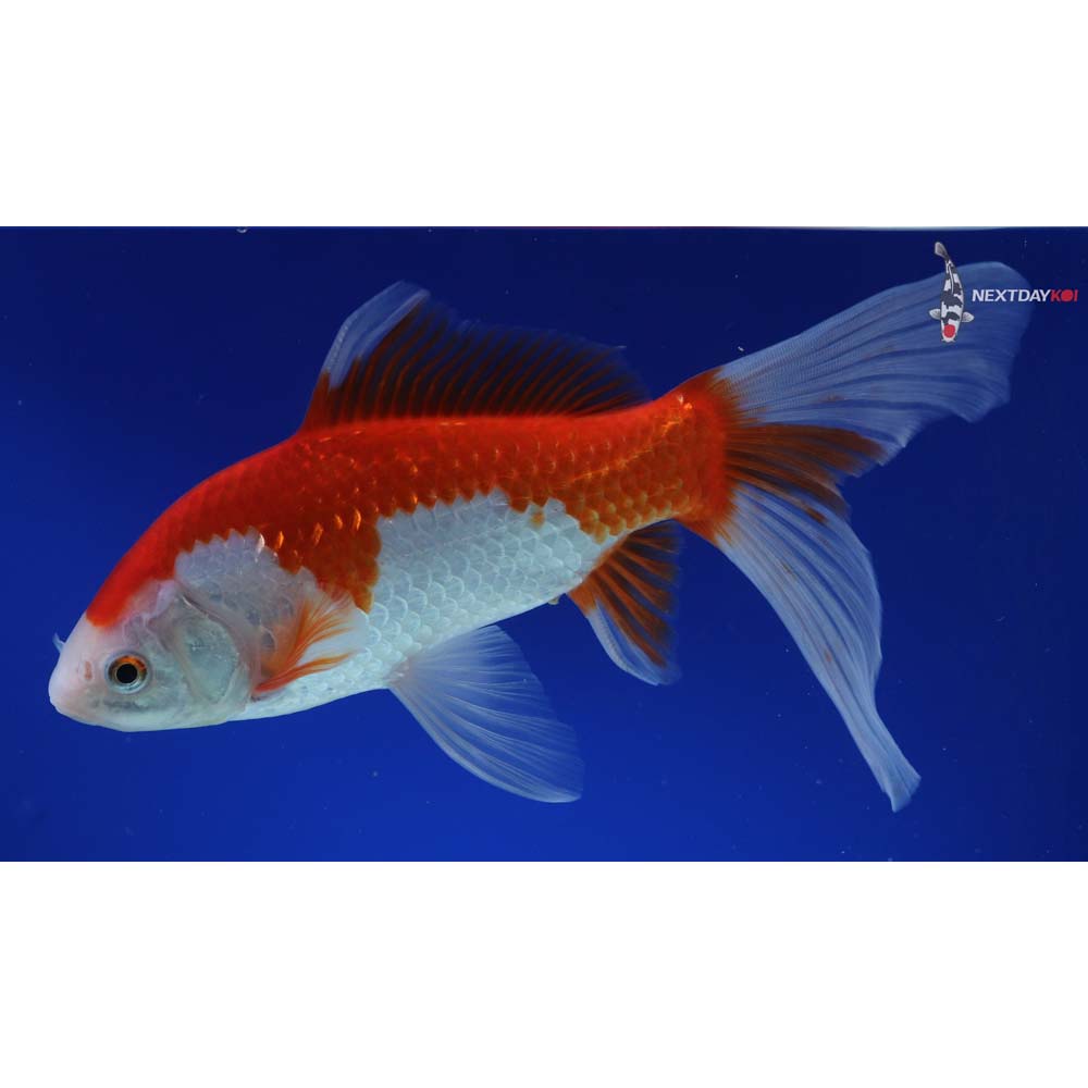 8.5” Imported Sarasa Comet