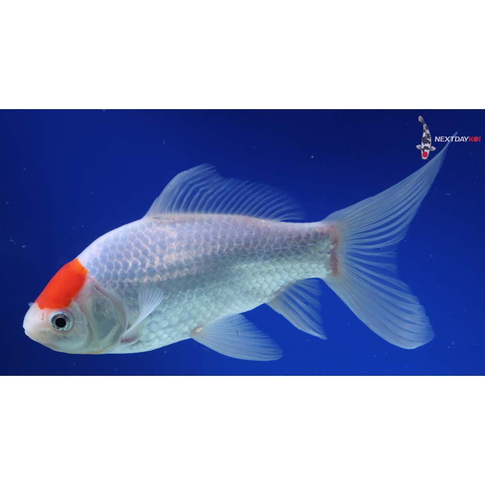 8” Imported Tancho Sarasa Comet
