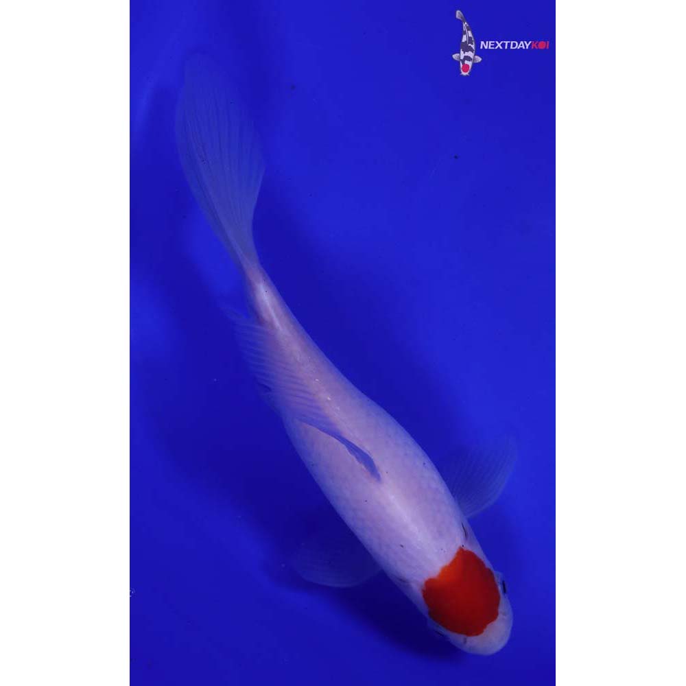 8” Imported Tancho Sarasa Comet