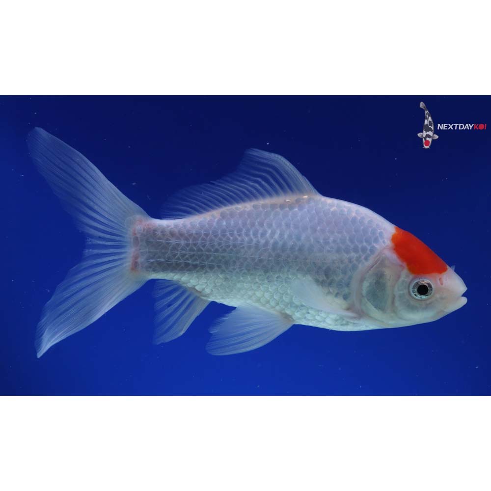 8” Imported Tancho Sarasa Comet