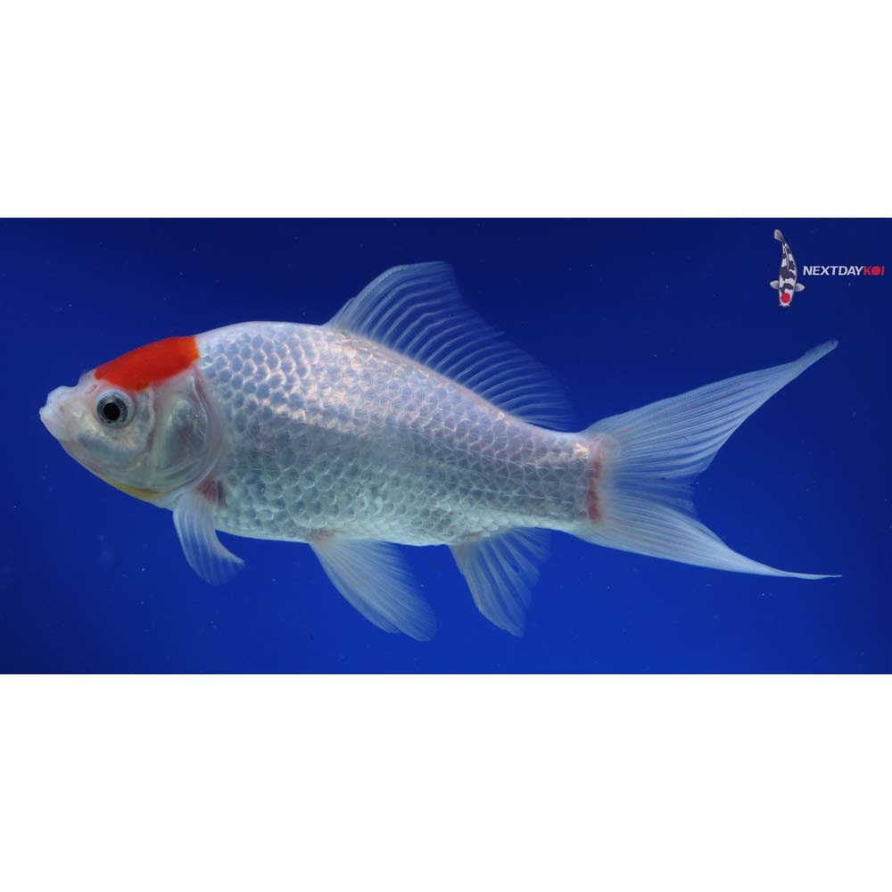 8” Imported Tancho Sarasa Comet