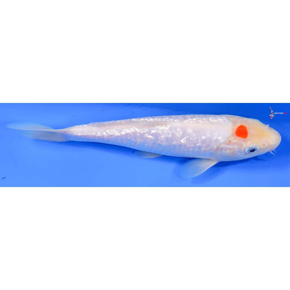 7” Imported Gin Rin Kohaku