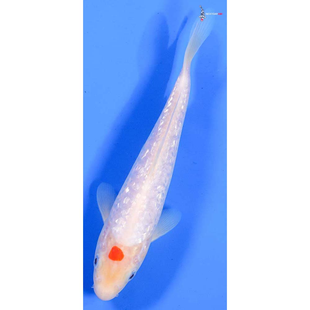 7” Imported Gin Rin Kohaku