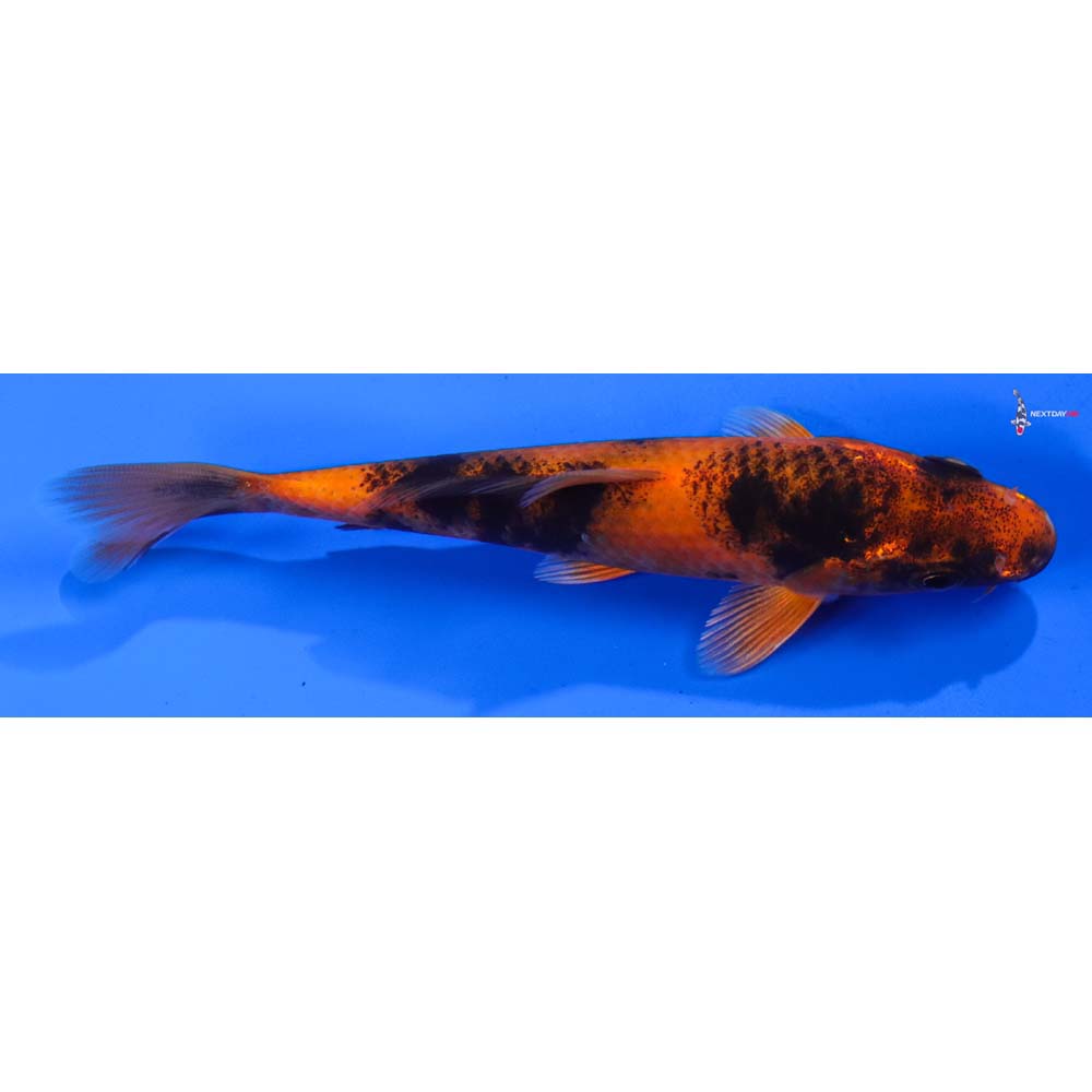 5” Imported Kin Hi Utsuri