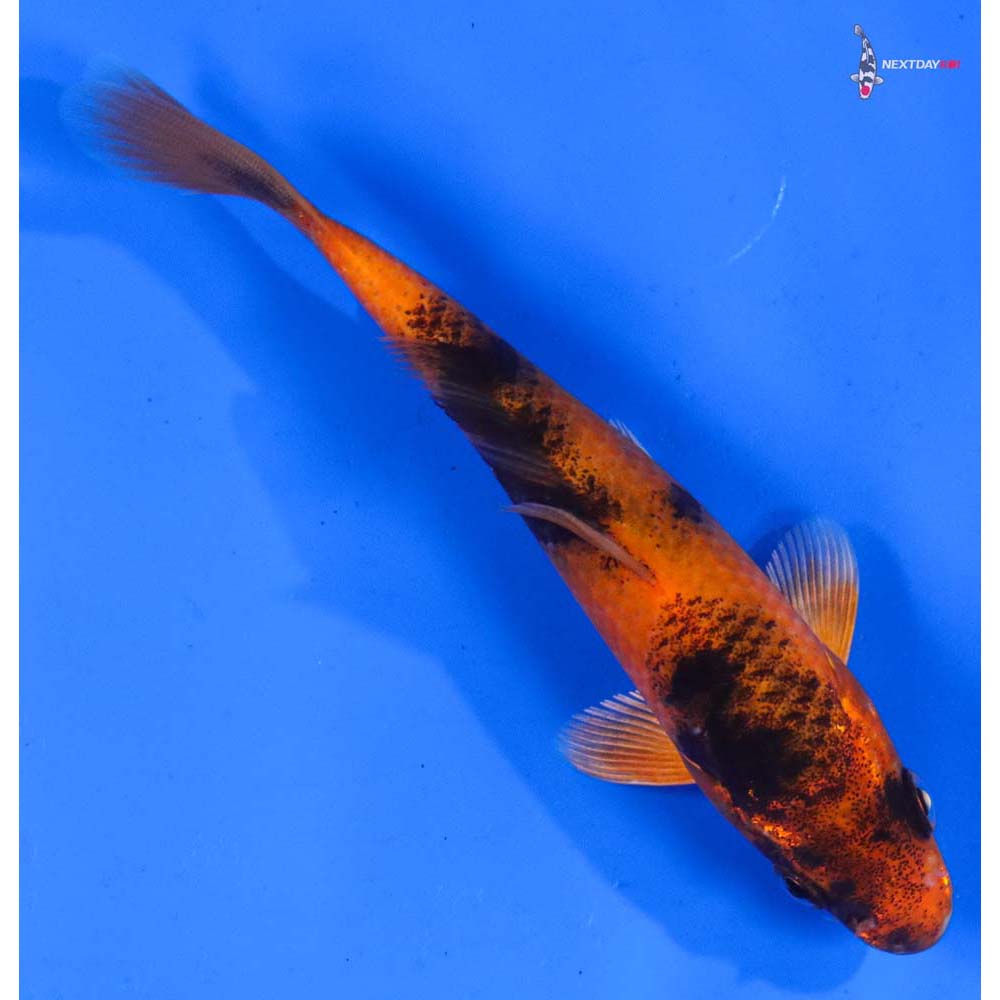 5” Imported Kin Hi Utsuri