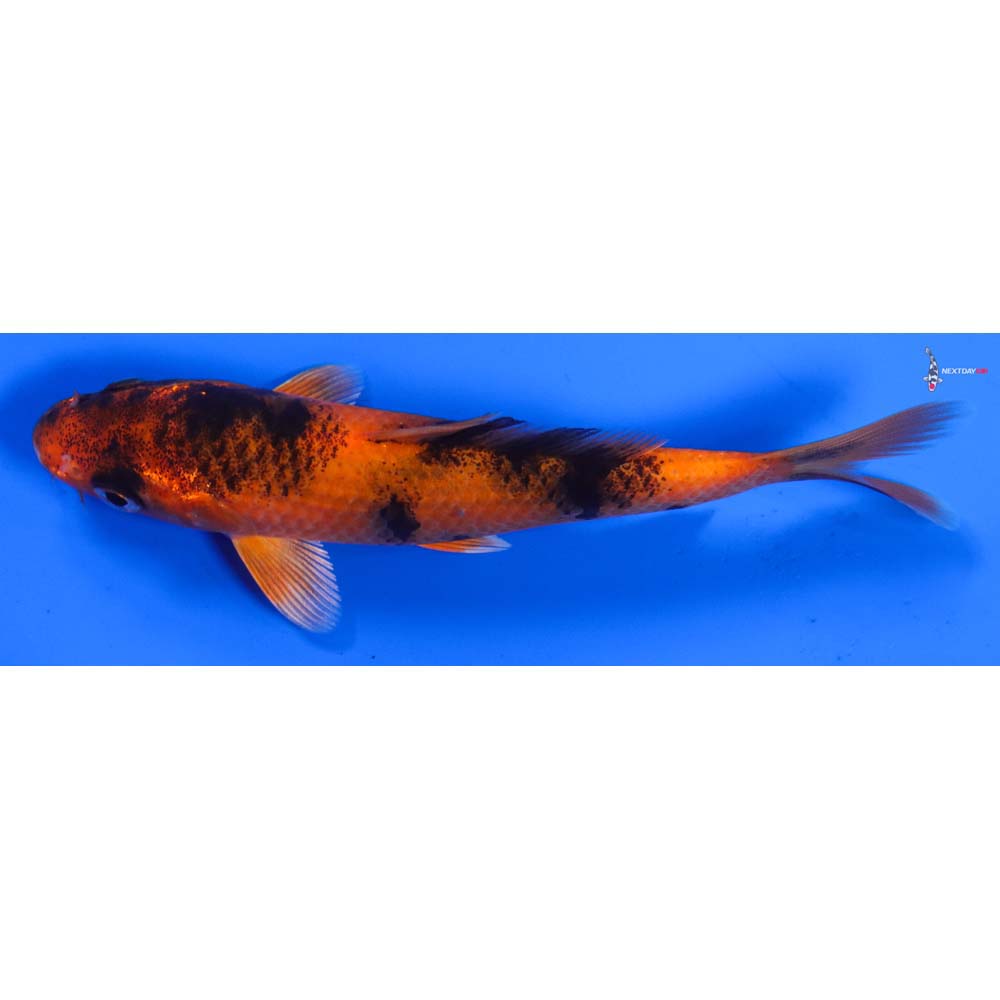 5” Imported Kin Hi Utsuri