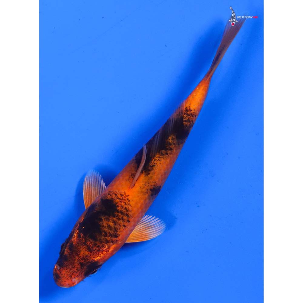 5” Imported Kin Hi Utsuri