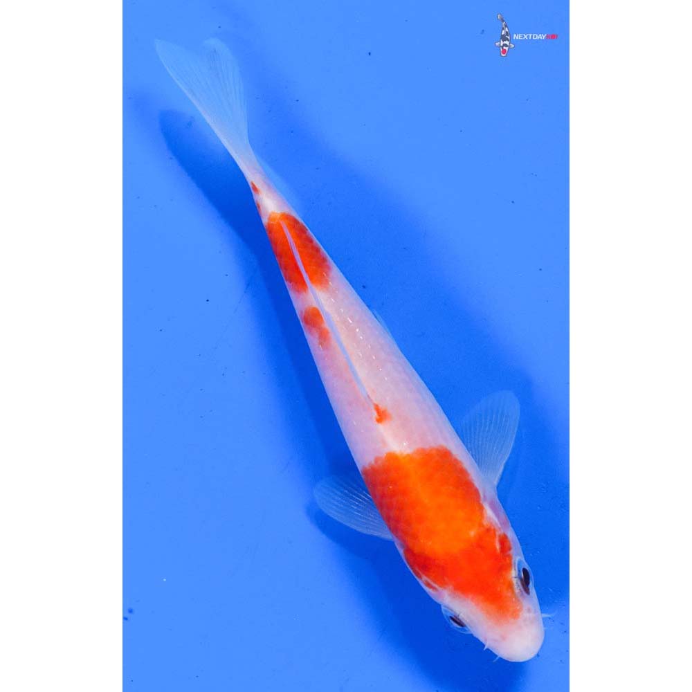 5” Imported Kohaku