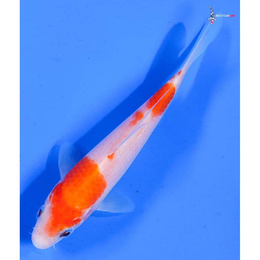 5” Imported Kohaku
