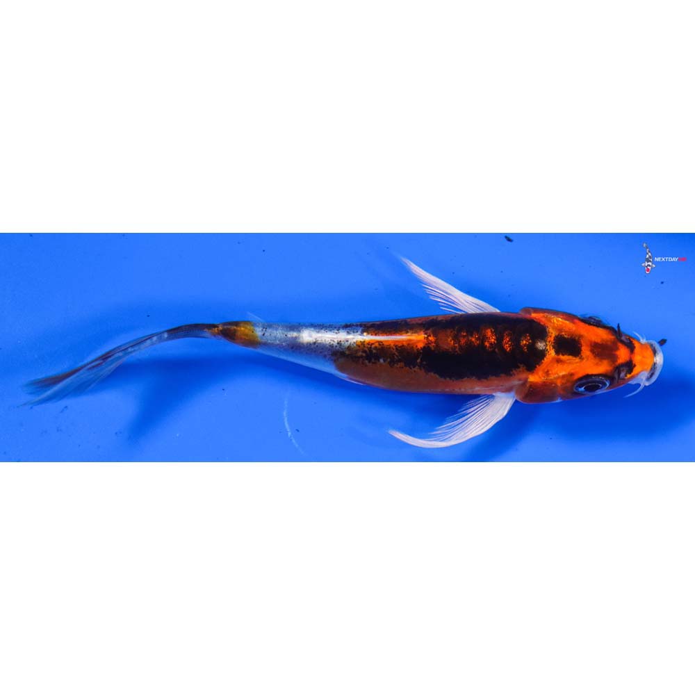 5” Imported Doitsu Kujaku Butterfly Koi