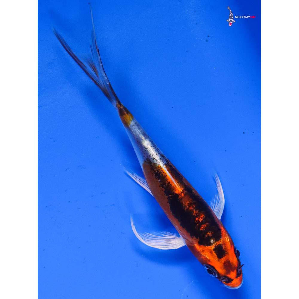5” Imported Doitsu Kujaku Butterfly Koi