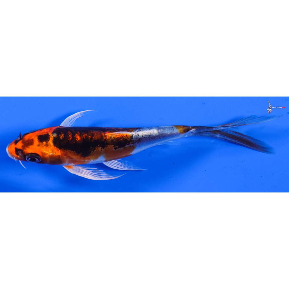 5” Imported Doitsu Kujaku Butterfly Koi