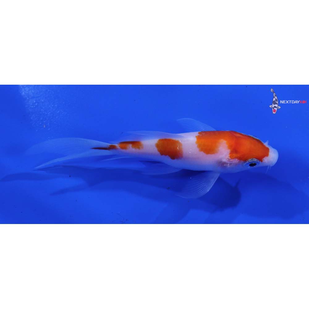 3.5” Imported Kohaku Butterfly Koi