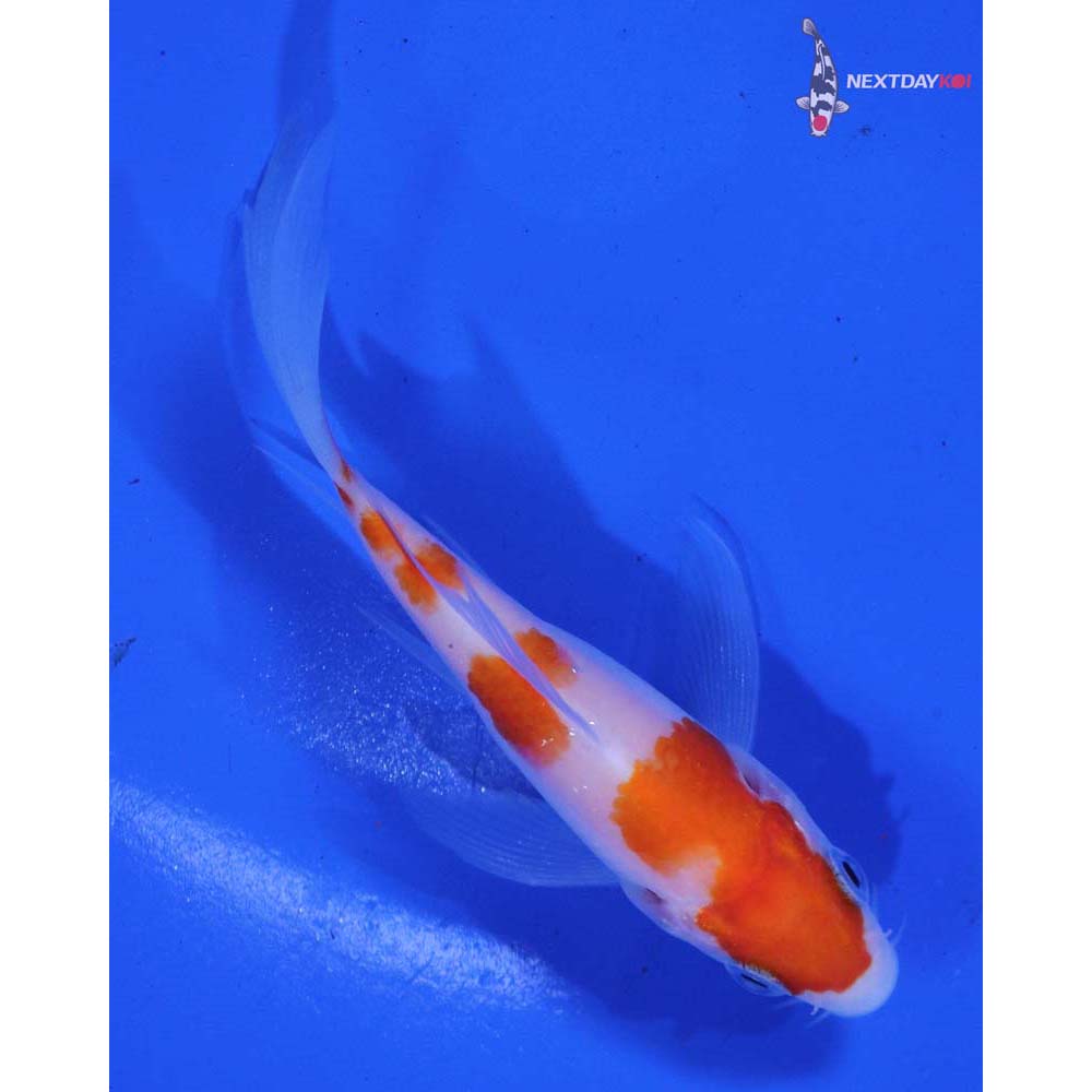 3.5” Imported Kohaku Butterfly Koi