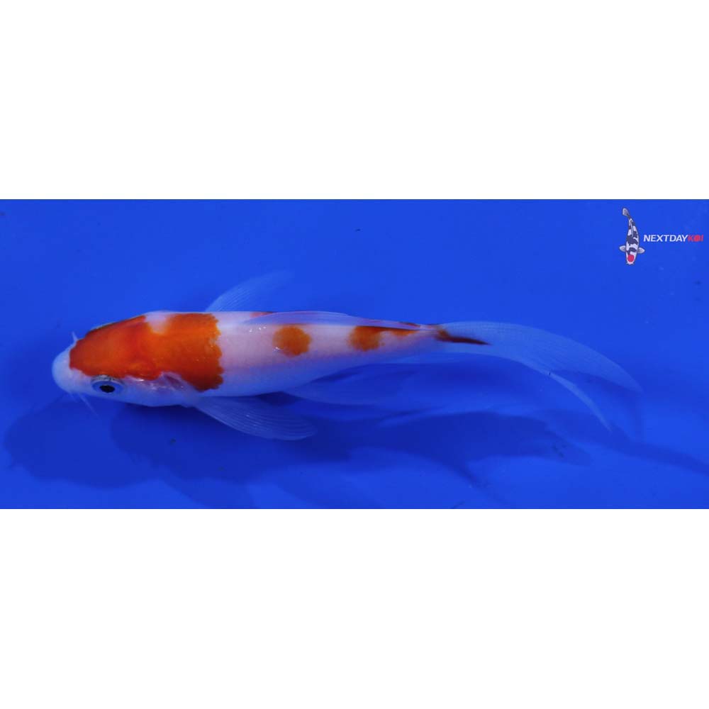 3.5” Imported Kohaku Butterfly Koi