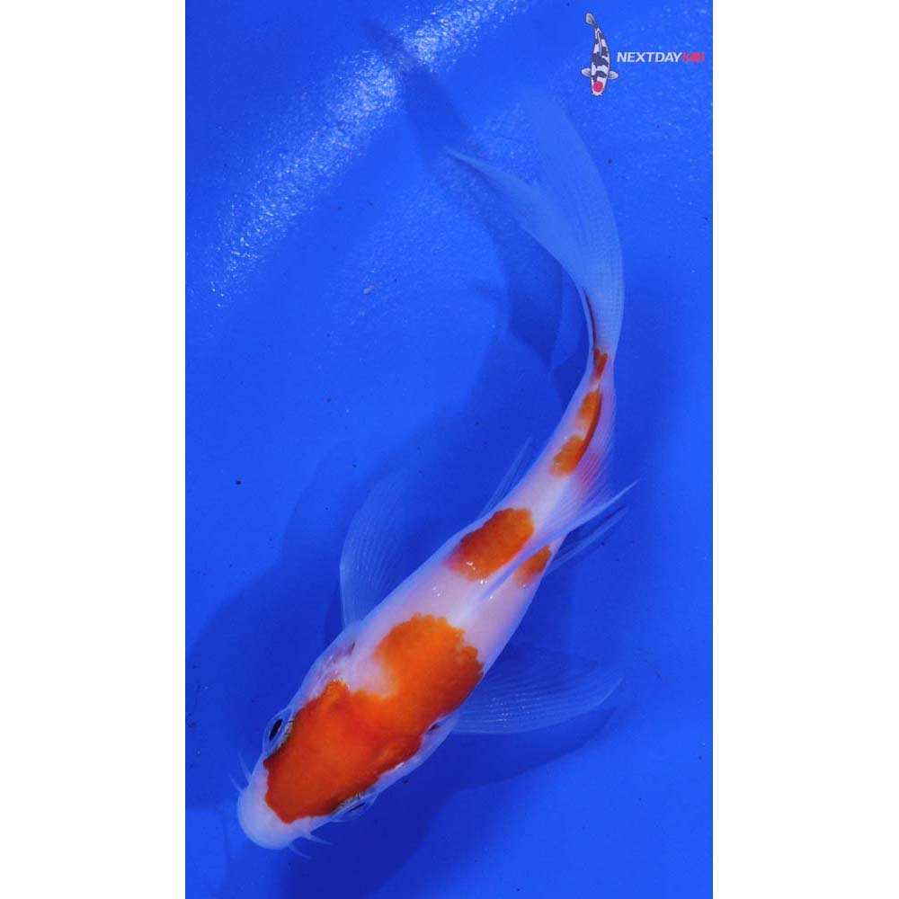 3.5” Imported Kohaku Butterfly Koi