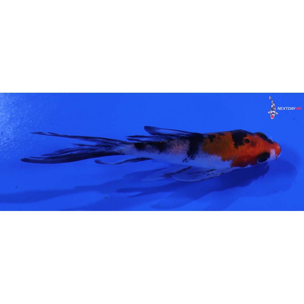 3.5” Imported Sanke Butterfly Koi