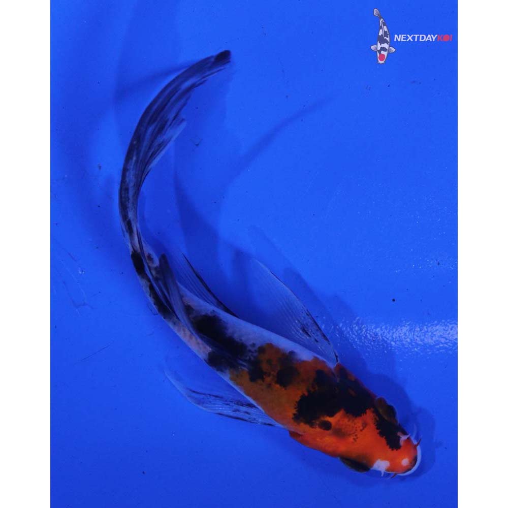 3.5” Imported Sanke Butterfly Koi
