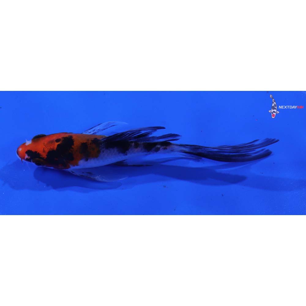 3.5” Imported Sanke Butterfly Koi